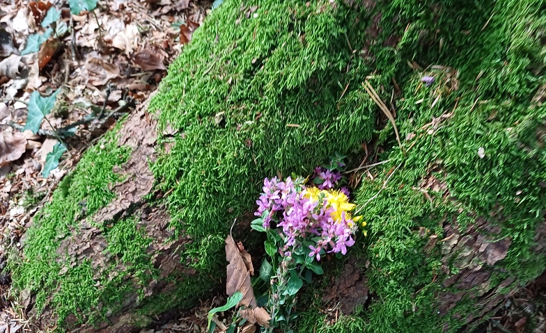 Waldspazierg&auml;nge in der kalten Jahreszeit ${singleEventLocation} Billets