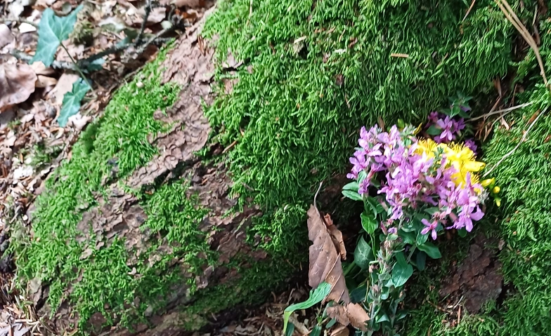 Event-Image for 'Waldspaziergänge in der kalten Jahreszeit'