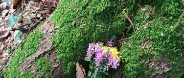 Event-Image for 'Waldspaziergänge in der kalten Jahreszeit'