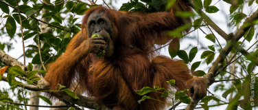 Event-Image for 'Orang-Utan-Schutzprogramm – Vortrag von Dr. Ian Singleton'