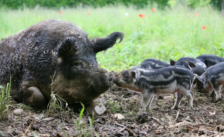 Event-Image for 'Zu Besuch bei Wollschwein und Auerhahn: Tierparkführung'