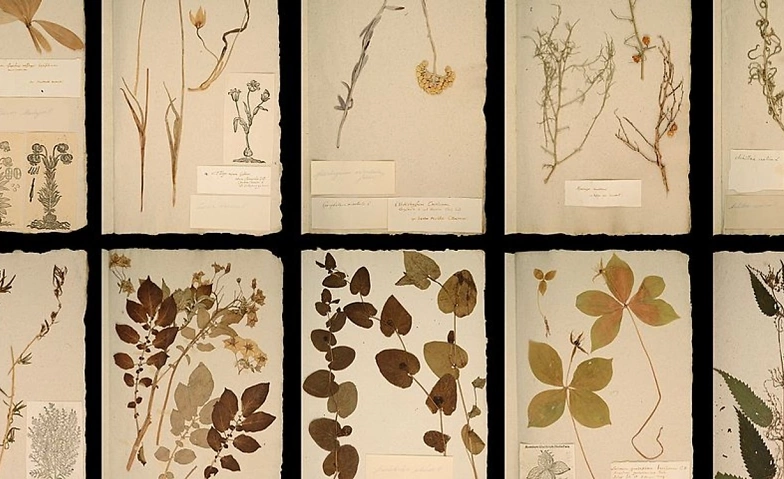 Event-Image for 'Die ganze Welt in einem Herbarium'