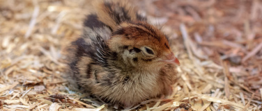 Event-Image for 'Das frühe Huhn: Führung «Allerlei rund ums Ei» mit Tierfü'