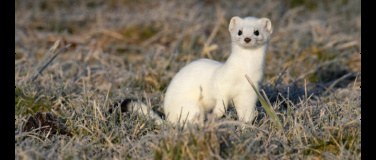 Event-Image for 'Mauswiesel und Hermelin – Kleine Tiere, grosse Jäger'