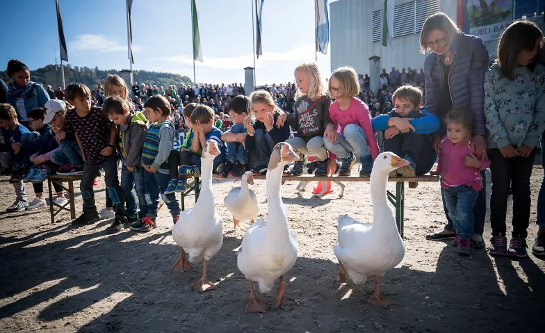 Olma – 81. Schweizer Messe für Landwirtschaft und Ernährung Olma Areal, Splügenstrasse 12, 9000 St. Gallen Tickets