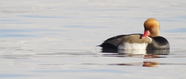 Event-Image for 'Naturspaziergang am Klingnauer Stausee'