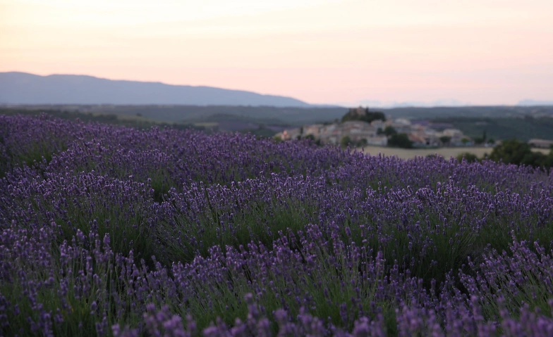 Filmabend in der Bibliothek: Kr&auml;uterwelten in der Provence ${singleEventLocation} Billets