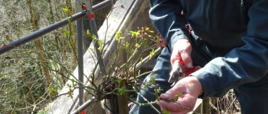 Event-Image for 'Schnittkurs für Rosen und Sträucher'