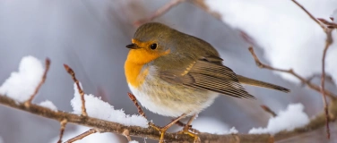 Event-Image for 'Standorttreue Vögel und Wintergäste an der Aare'