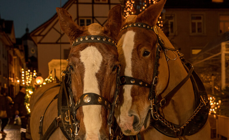 Event-Image for 'Kutschenfahrten Rheinfelden: Feldschlösschen - Schifflände'