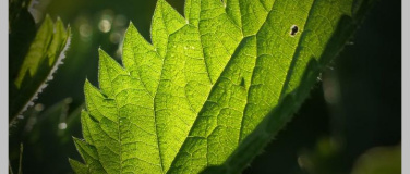 Event-Image for 'Wald- und Wiesenspaziergang mit der Brennnessel'