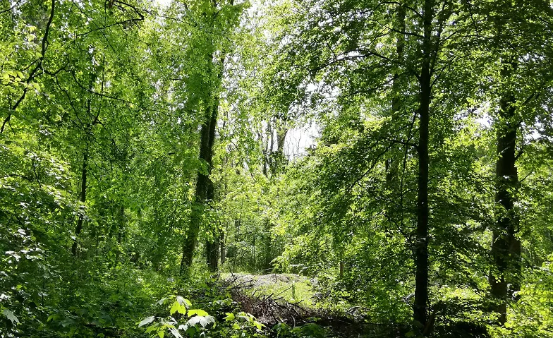 Waldluft schnuppern - Tageskurs Shinrin Yoku / Waldbaden, Kempttalstrasse 107, 8308 Illnau-Effretikon Billets