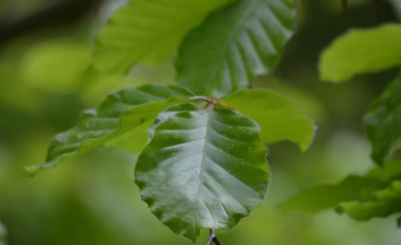 Weekend Workshop Shinrin Yoku / Waldbaden BASIC Shinrin Yoku / Waldbaden Institut Schweiz Tickets