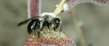 Event-Image for 'Insektenparadies Naturgarten - Vortrag'