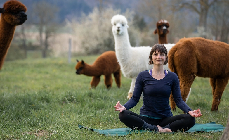 Event-Image for 'Yoga inmitten Alpakas, Region Zürich - Bergdietikon'